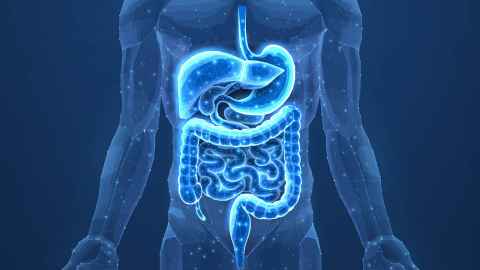 diagram of the human gut