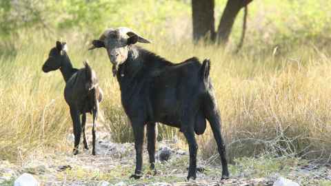 Goats can damage native ecosystems in New Zealand and Australia and elsewhere. Photo: James Russell
