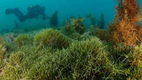 New Zealand is fighting the invasive seaweed caulerpa. Photo: NIWA