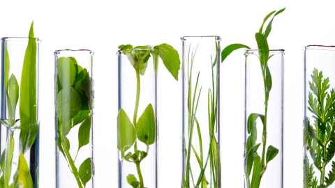 Plants growing in test tubes