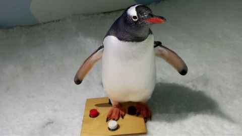 Penguins at Kelly Tarlton's Sealife Aquarium showed a preference for white plastic bottlecaps. Photo: Ariel-Micaiah Heswall.