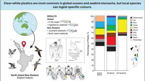White and clear plastics pose a particular risk to seabirds, says Dr Ariel-Micaiah Heswall. 