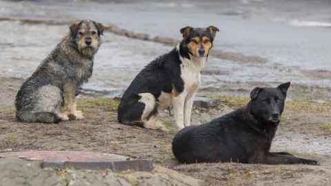 Stray dogs-Getty