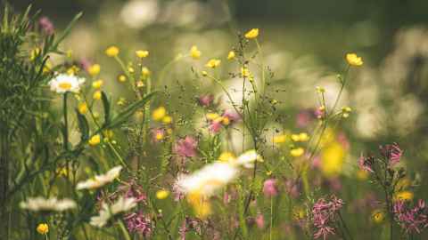 Not mowing the lawn would help reduce greenhouse gas emissions. Photo: Kristine Cinate.