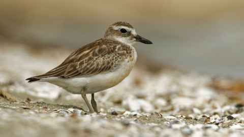 Native birds, such as the dotterel, are particularly vulnerable to dogs and vehicles on beaches. Photo: iStock, phototrip.