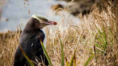 The yellow-eyed penguin, hoiho, is among the world's rarest penguins. Photo:Martyn de Jong.