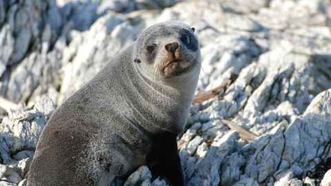 Margaret Stanley says it's important to keep your distance from seals, dolphins and nesting birds. Photo: Kerin Gedge.