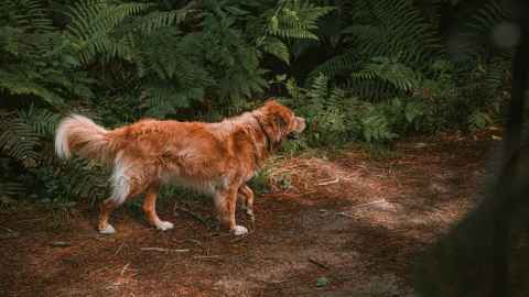 Make sure you don't take your dog into areas where they could pose a threat to native wildlife, says Stanley. Photo: Olly Dow. 