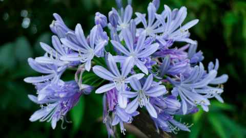 Plants such as agapanthus may look pretty, but can take over landscapes. Photo: Hatmi Pratiwi. 