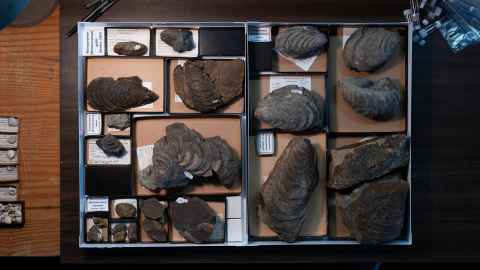 Collection items detail.