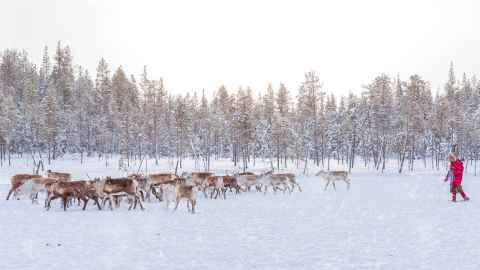 Reindeer-herding-getty