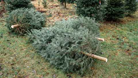 A row of Christmas trees, but off at roots 