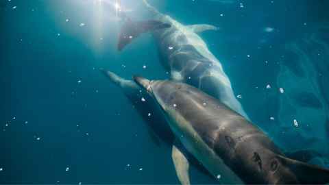 Dolphins and other marine life use sound to navigate and communicate. Photo: Pablo Heimplatz.