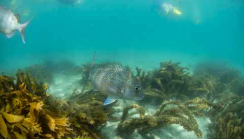 Wild Snapper thriving in Goat Island Marine Reserve, Auckland. 