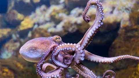 Photo of an octopus 