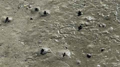 The tell-tales signs of bamboo worms and other tiny creatures can be seen on estuary sediment. Photo: Yuxi You.