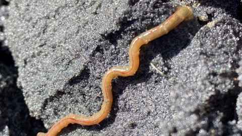 The bamboo worm is less active when exposed to high levels of microplastics. Photo: Yuxi You.