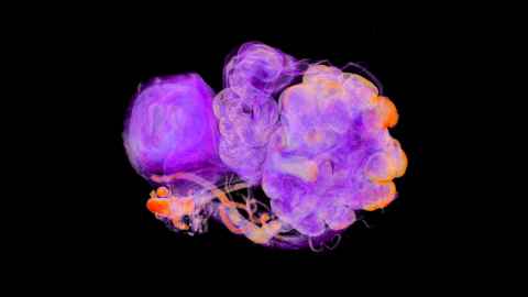 3D reconstruction of a rat ovary looking like a purple cloud or puff of smoke!
