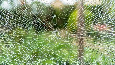 Broken window overlooking garden
