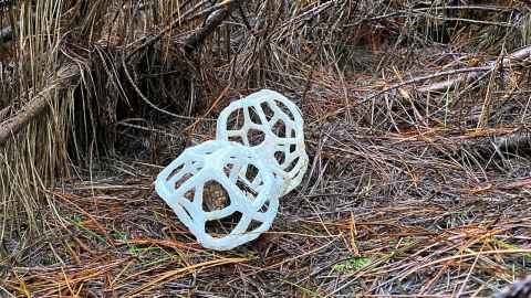 The NZ basket fungus (Ileodicytyon cibarium) looks nothing like a mushroom but instead like white lattice geodesic balls. 