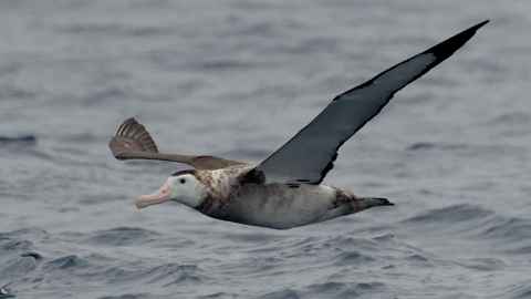 Antipodean albatross