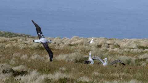 Antipodean albatross