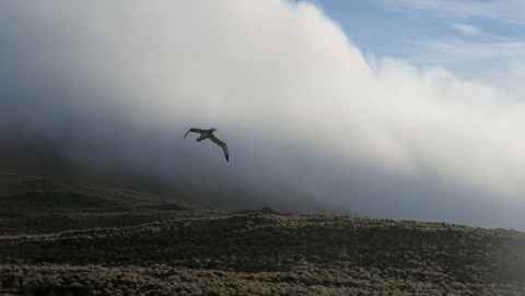 Antipodean albatross
