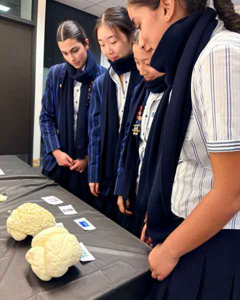 Students from Carmel College learn about brain anatomy.