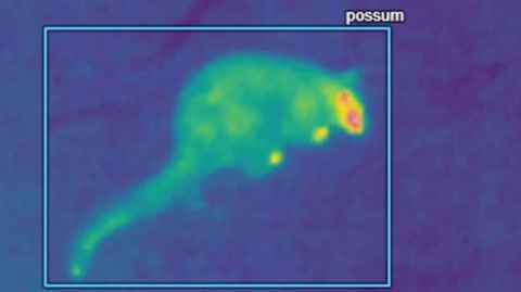 An example of AI classification. Image from DOC, Cacophony Project.