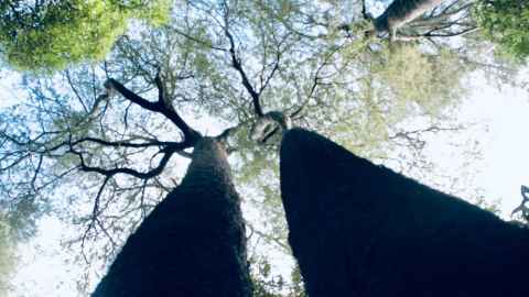 Different trees thrive in different parts of Aotearoa, says Justine Skilling. Photo: Andy Bridge.