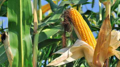 Cornfield 