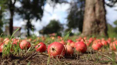 Apples on ground, having fallen off trunk of tree in background. 