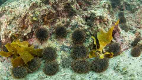 Restoring kelp forests requires more than 90 percent of kina to be removed from affected areas.  