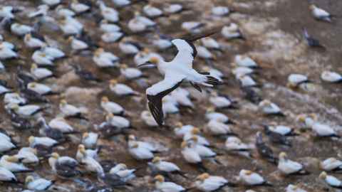 Seabirds, such as gannets, have been hard hit by bird flu.