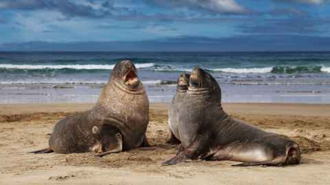 New Zealand's endangered sea lions.