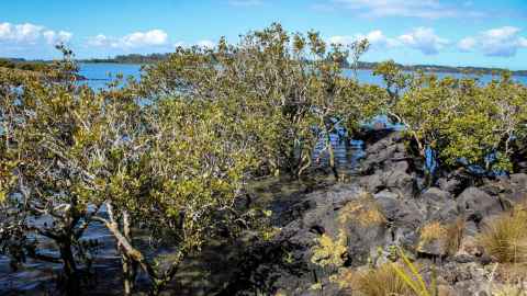 More research is needed on questions such as whether mangrove forests reduce greenhouse gases, or not, says Professor Simon Thrush. Photo: GettyImages.