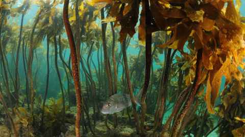 Science doesn't always pay immediate dividends, but it can still be important for the planet, says Professor Simon Thrush. Photo: GettyImages.