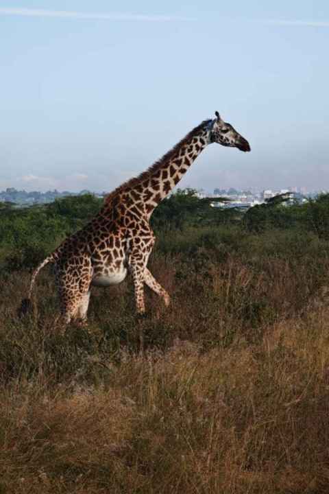 A giraffe in the Nairobi National Park. Photo: Krushil Watene