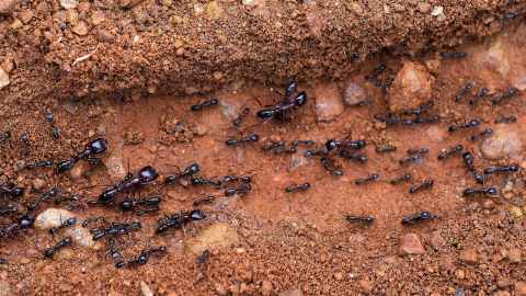 he famous Kenyan ants, pictured here in the Masai Mara game park in Kenya. Photo: Getty Images