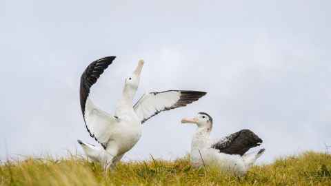 Image of Antipodean albatrosses