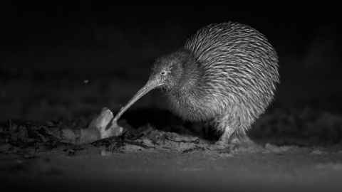 Image of southern brown Kiwi