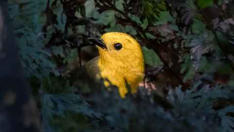 Image of the Mohua, the Yellowbird