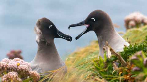 Image of light mantled albatrosses