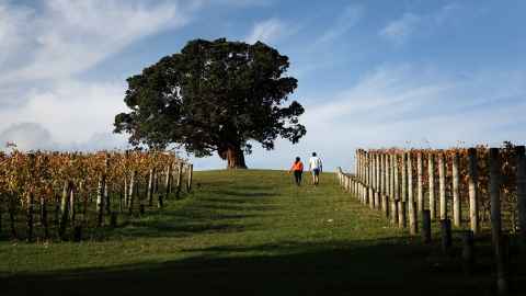 Goldie Estate vineyard