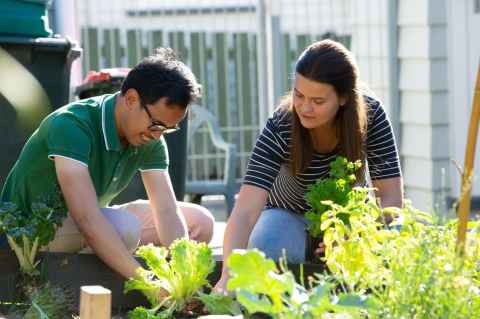 Two people crouching on the ground tending to a vegetable garden. 