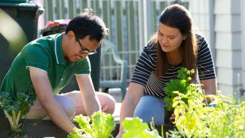 Two people crouching on the ground tending to a vegetable garden. 