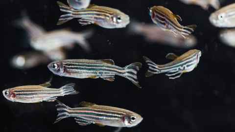 Zebrafish in lab tank