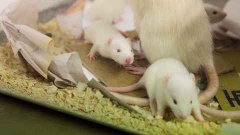 Group of mice at animal facility.