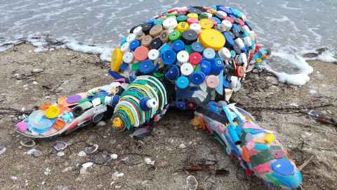 Darwin the turtle made from beach detritus