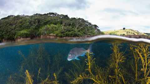 Leigh Marine Reserve, credit: Paul Caiger